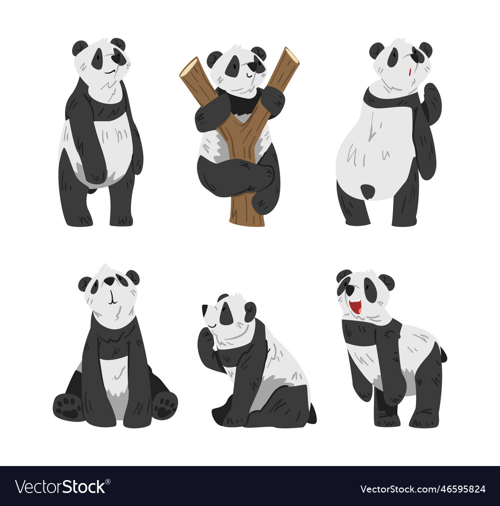 Cute big panda with black and white coat Vector Image