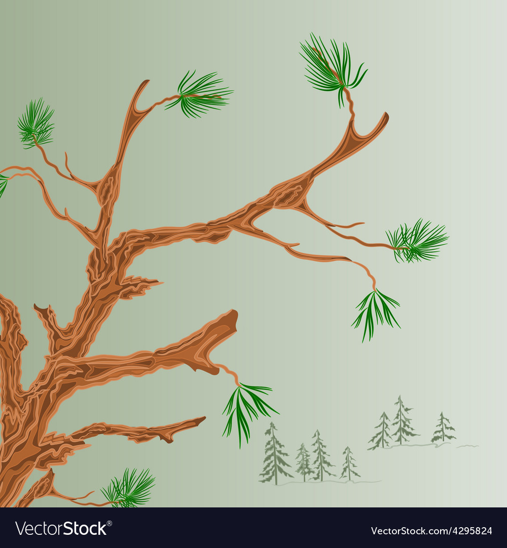 Pine tree old branch coniferous forest background