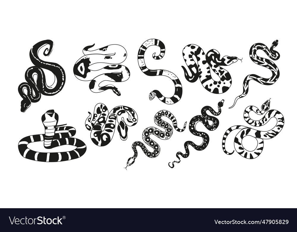 Black and white exotic snakes possess unique Vector Image