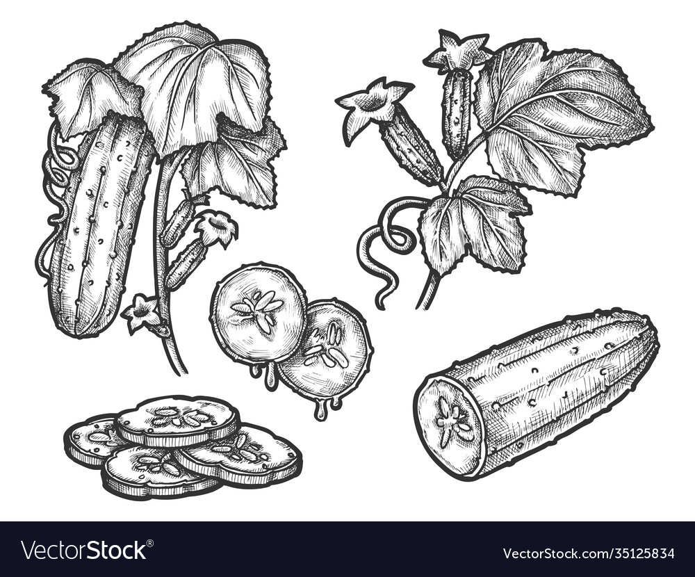 Cucumber hand drawn sketch Royalty Free Vector Image