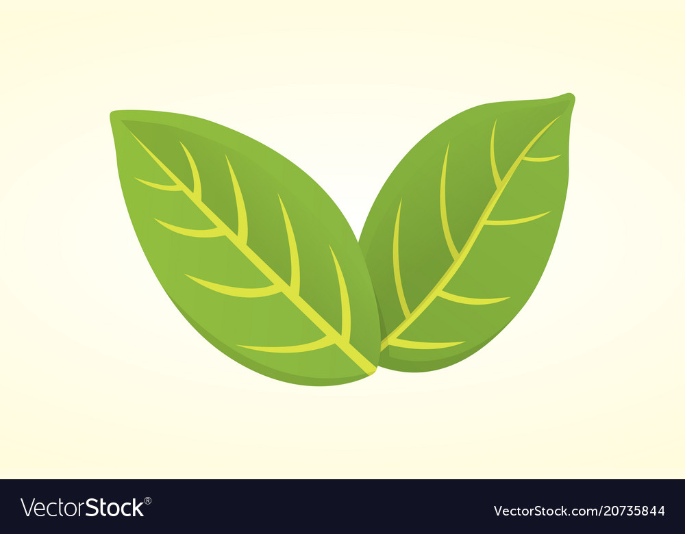 Pistachio leaf in cartoon Royalty Free Vector Image