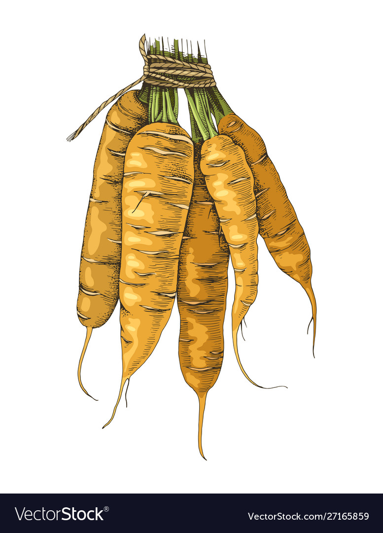 Hand drawn carrot bunch Royalty Free Vector Image