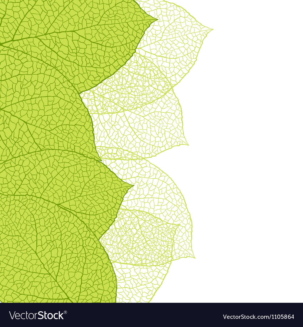 Fresh green leaves background Royalty Free Vector Image