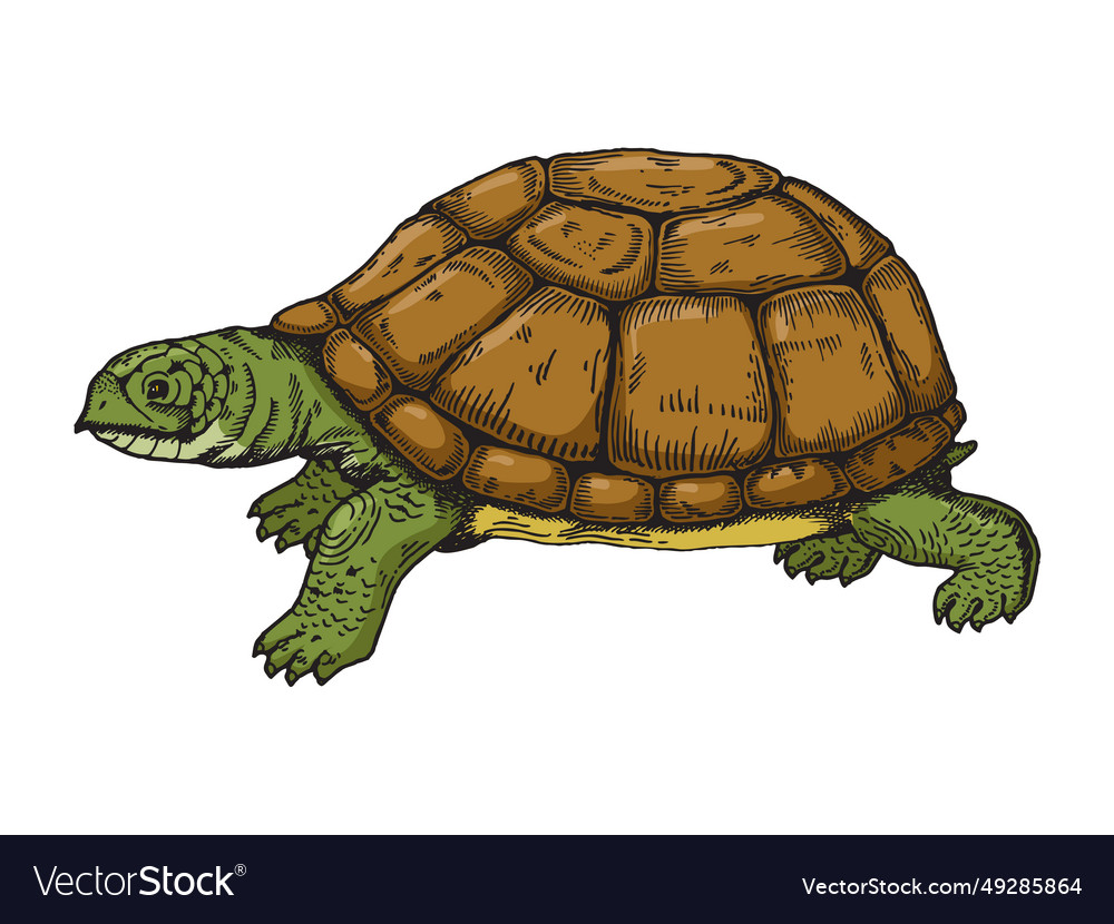 Turtle Engraving Style Royalty Free Vector Image