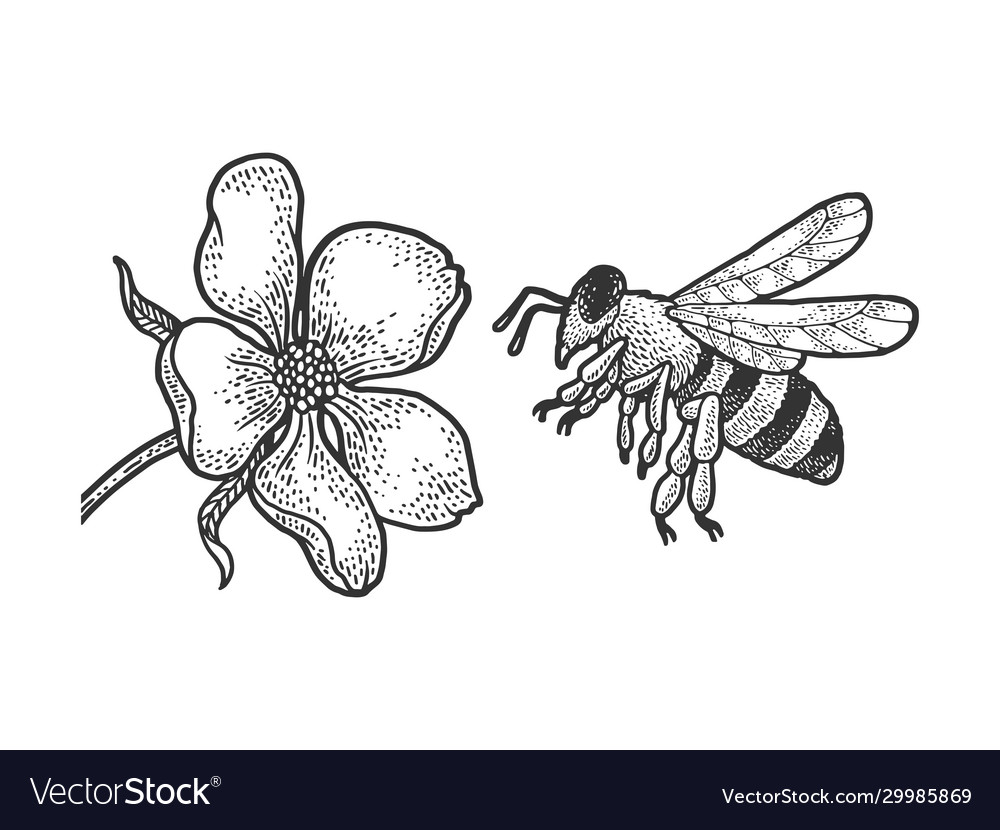 Bee flies to flower sketch Royalty Free Vector Image