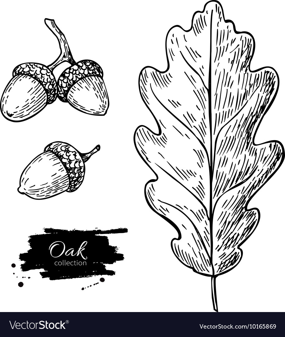 oak branch acorn drawing