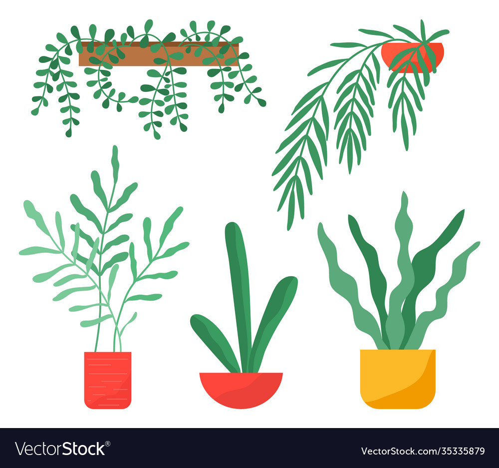 Houseplants collection green plants in pots set vector image Houseplants collection green plants in pots set