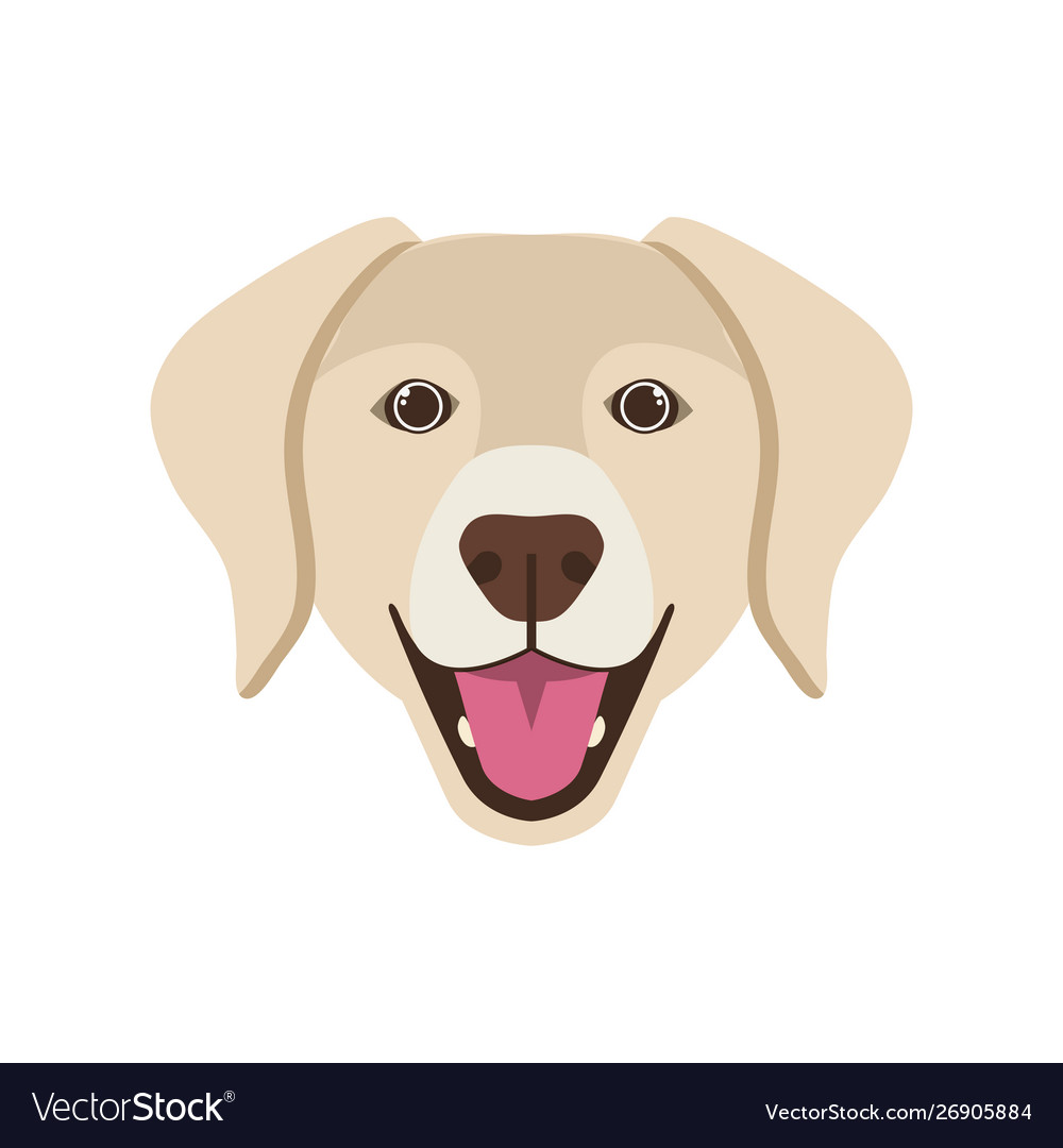 Head cute labrador retriever dog on white