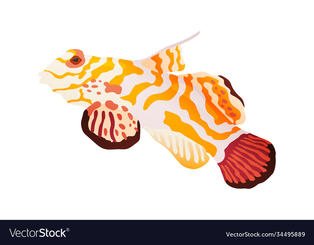 Decorative sea or aquarium fish on white