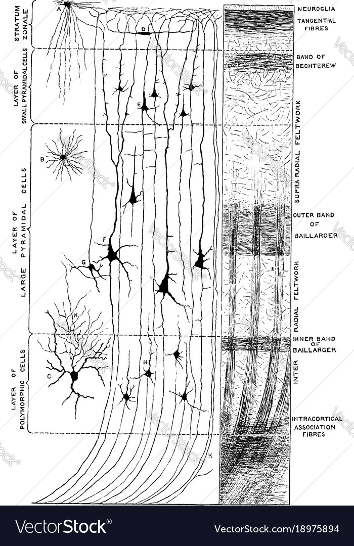 Cerebral Cortex Neuron Detail