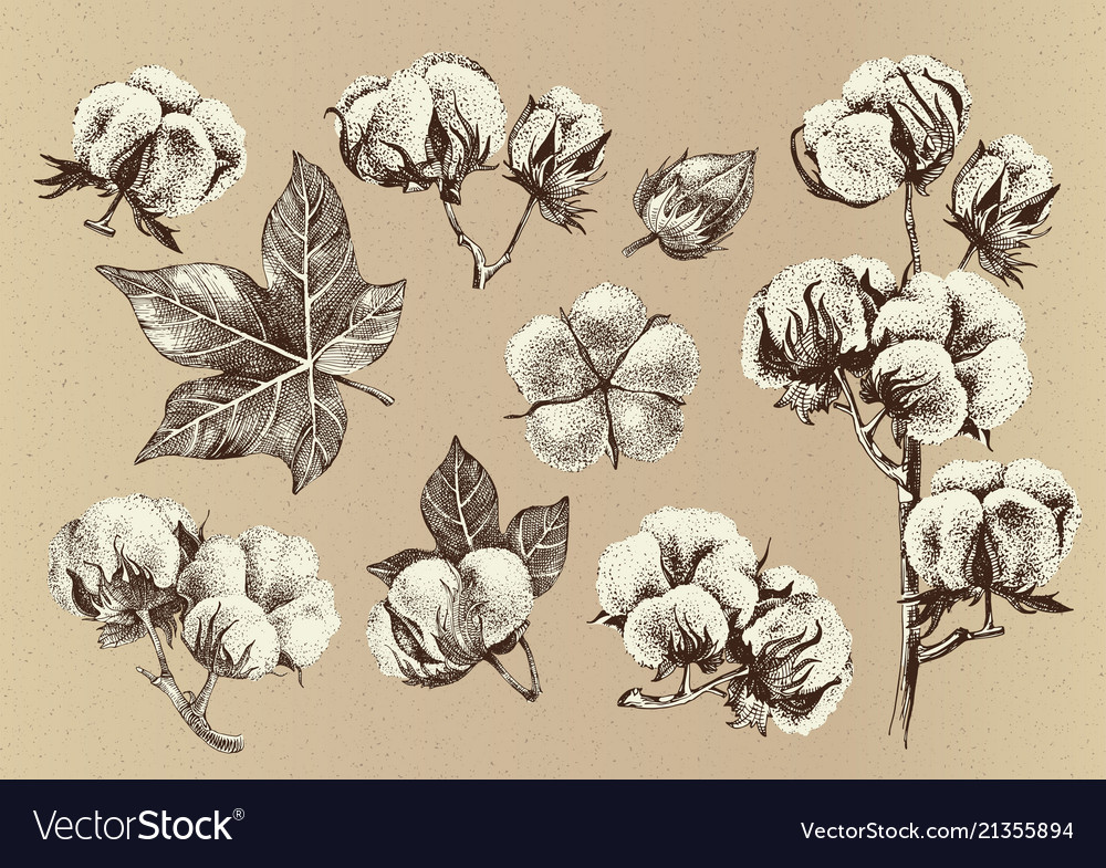 Hand drawn set of cotton branches Royalty Free Vector Image