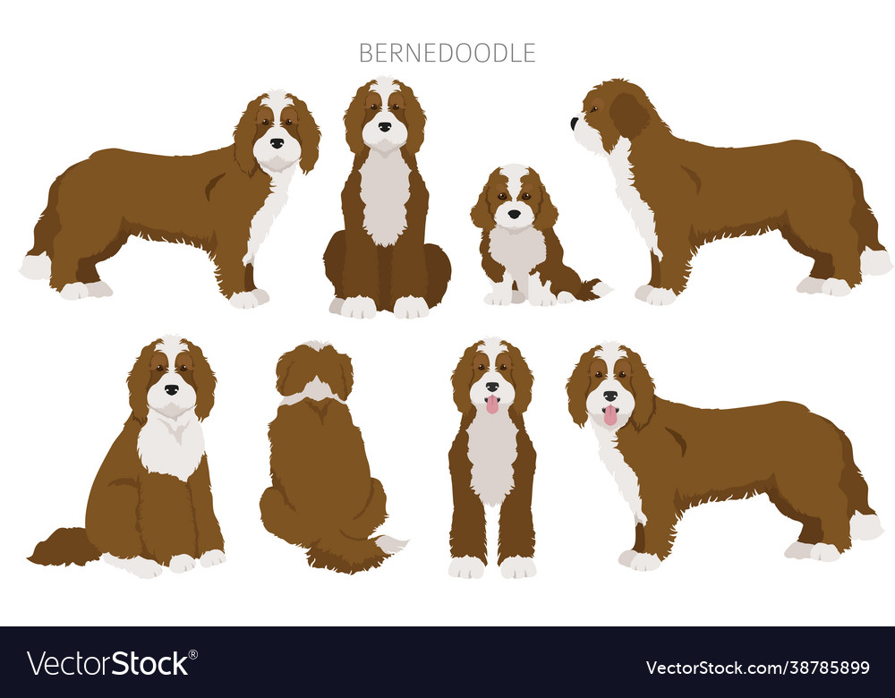 Bernedoodle mix breed clipart different coat Vector Image