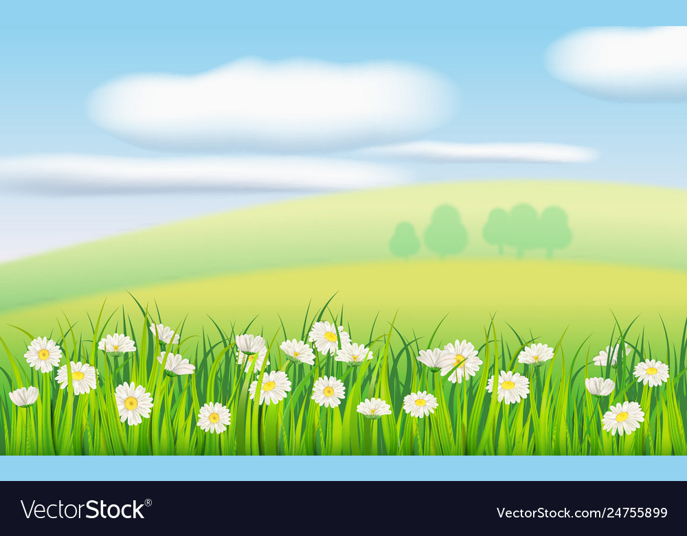 Spring Field Flowers Daisies Chamomile Royalty Free Vector