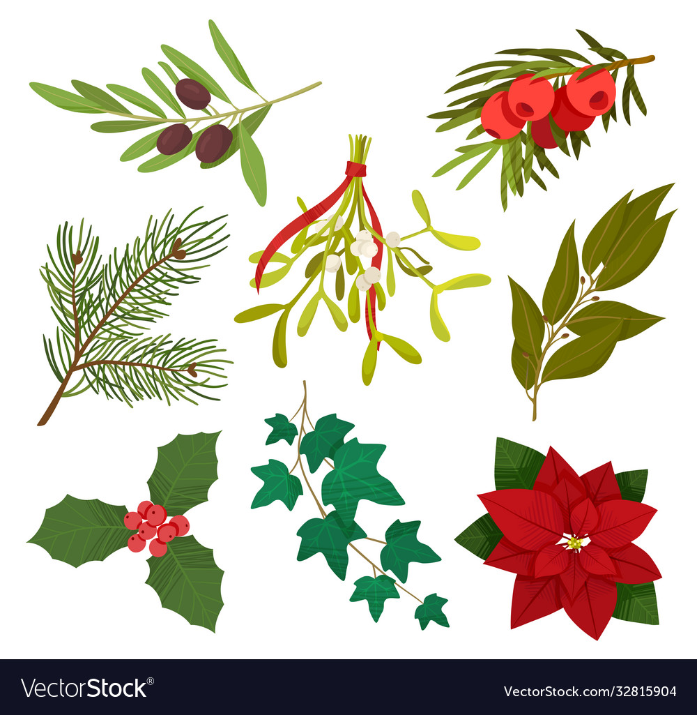 Festive Holiday Plants