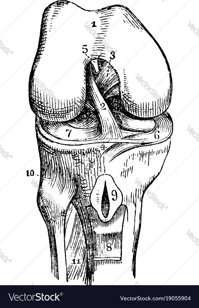 Knee-joint vintage Royalty Free Vector Image - VectorStock