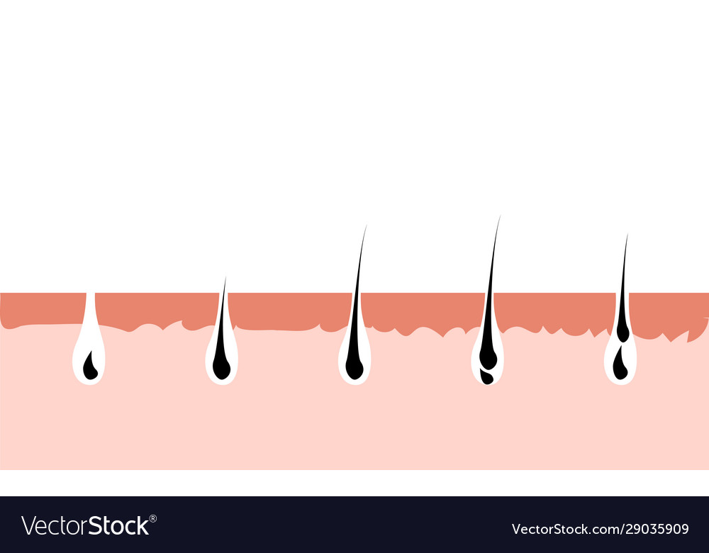 Hair growth cycle skin follicle anatomy anagen