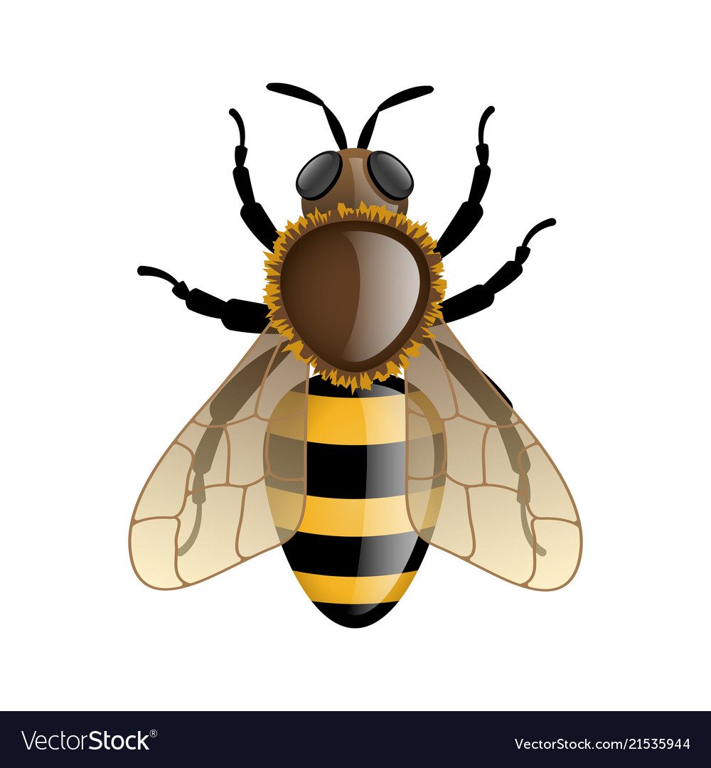 Bee isolated on white Royalty Free Vector Image