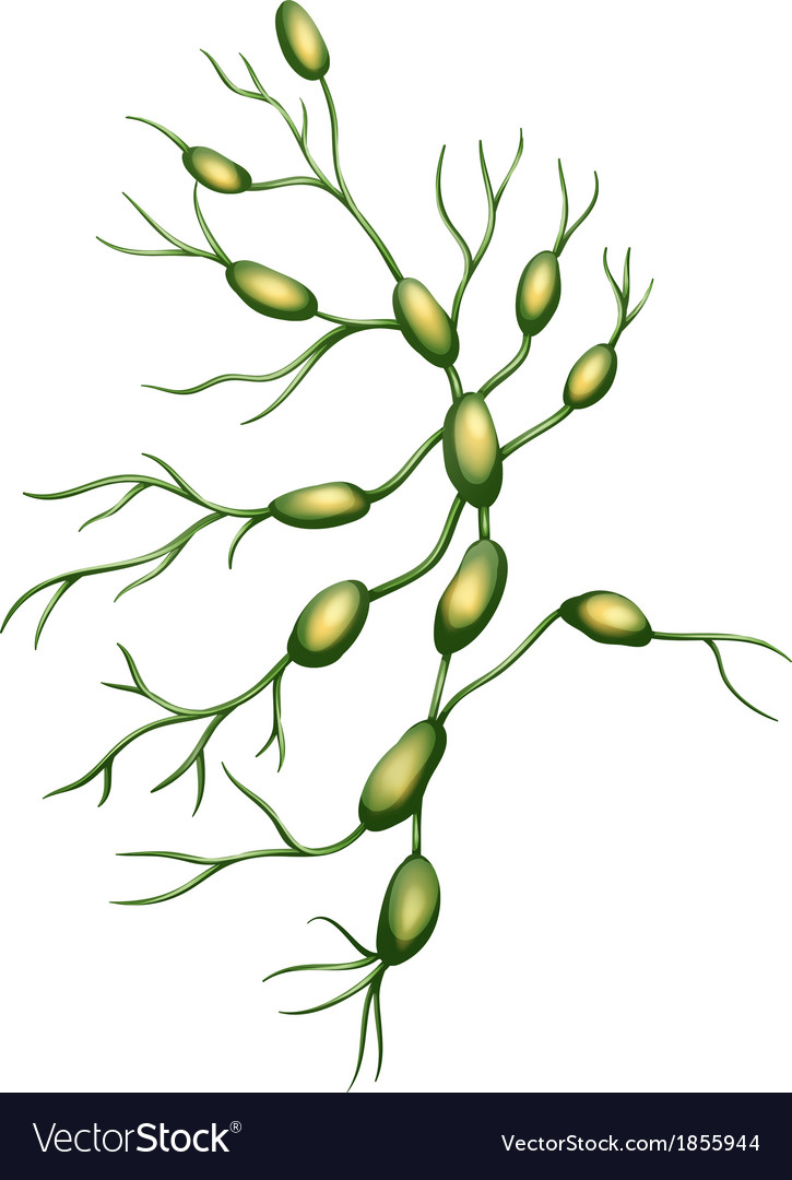 Lymph Nodes Royalty Free Vector Image Vectorstock Lymph Nodes Royalty Free Vector Image Vectorstock