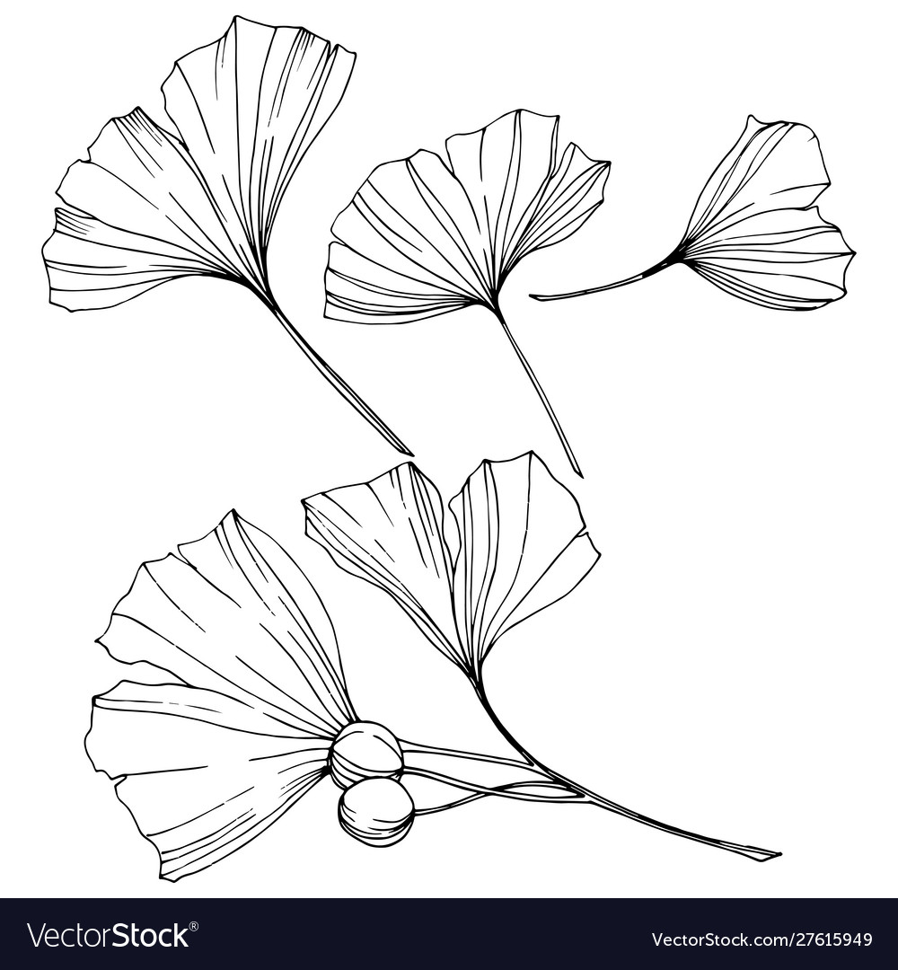Black and White Ginkgo Leaf