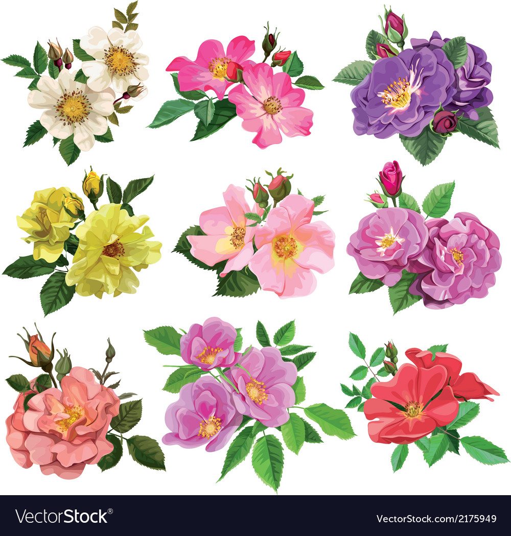 Collection of Vibrant Roses