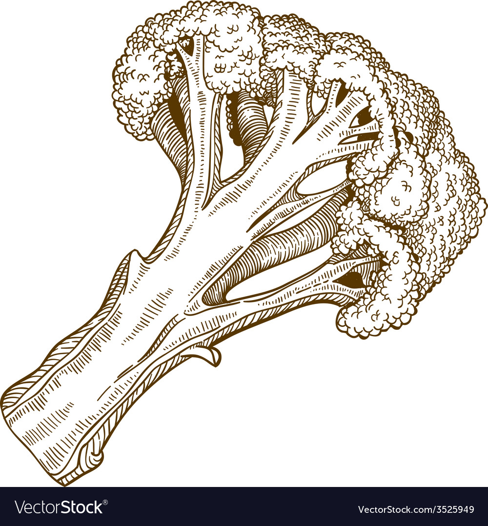 Download Engraving slice of broccoli Royalty Free Vector Image