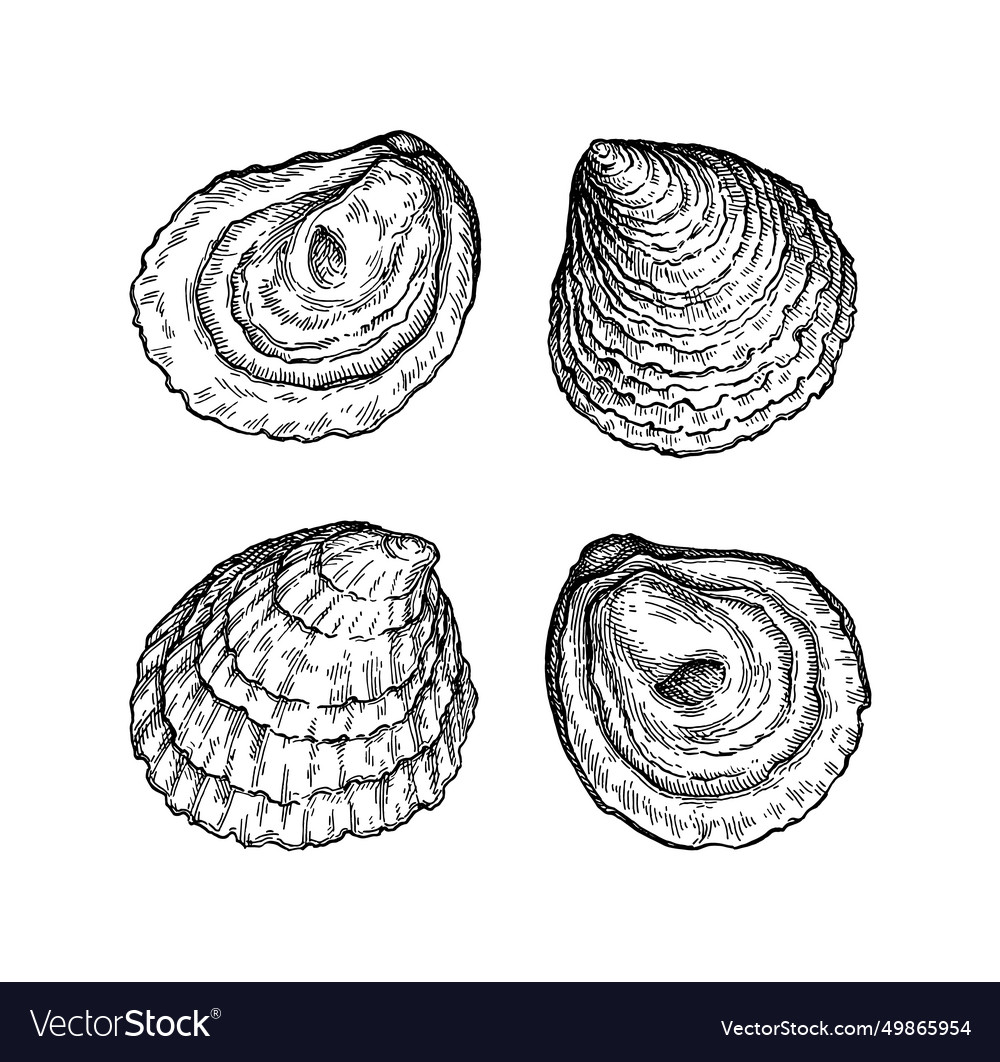 European oysters ink sketch Royalty Free Vector Image