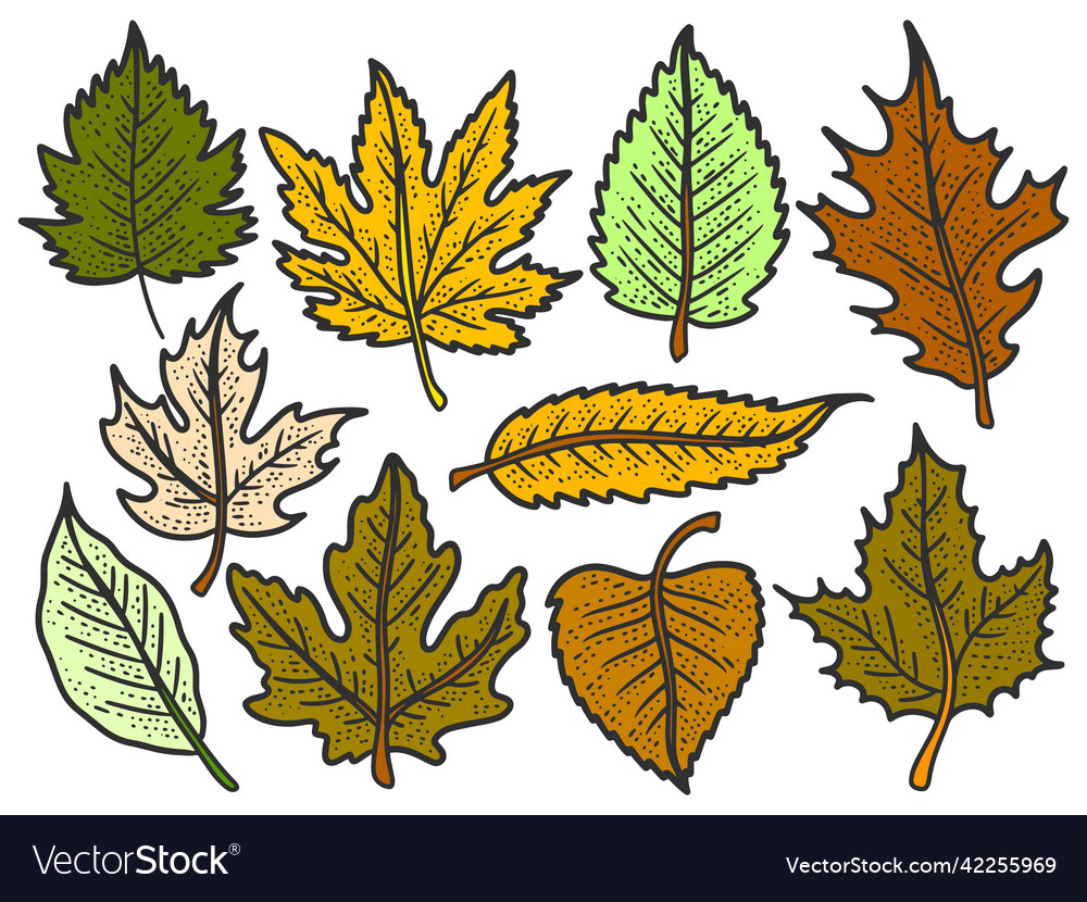 Set of leaves autumn trees color sketch scratch vector image Set of leaves autumn trees color sketch scratch