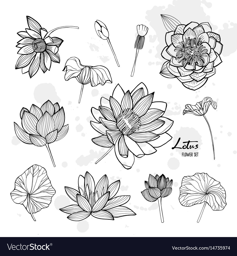 Lotus Flower Set - Various Views