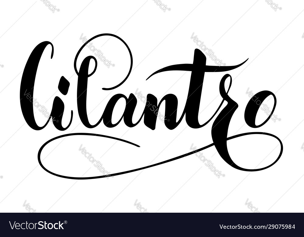 Hand written cilantro text isolated