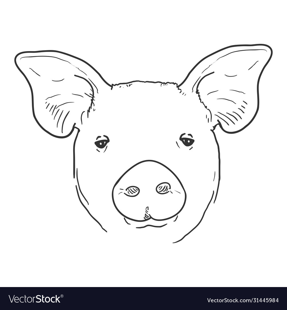 Sketch pig face Royalty Free Vector Image - VectorStock