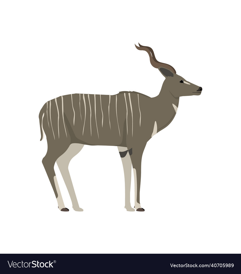 Male lesser kudu seen in side view - flat