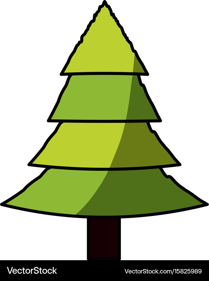 Tree pine isolated Royalty Free Vector Image - VectorStock