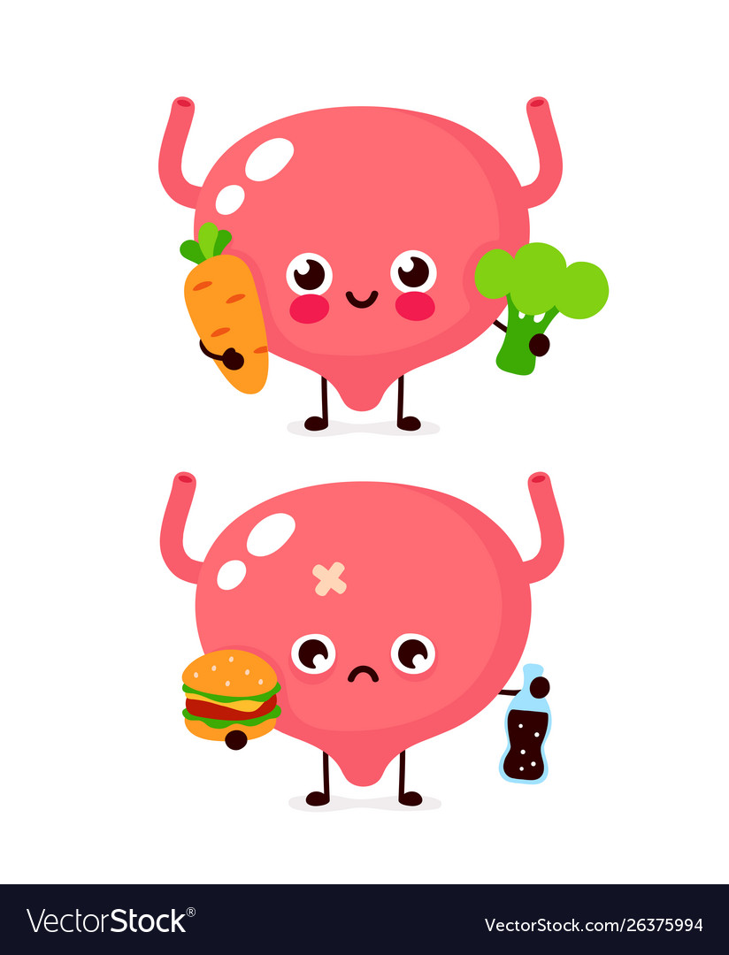 Cute healthy happy bladder organ Royalty Free Vector Image