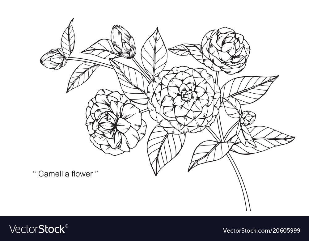 Camellia Drawing