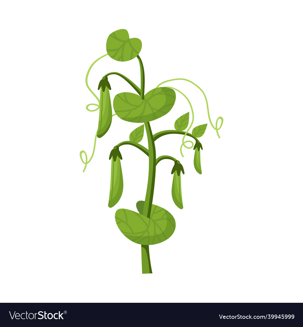 Isolated object of bush and peas symbol web