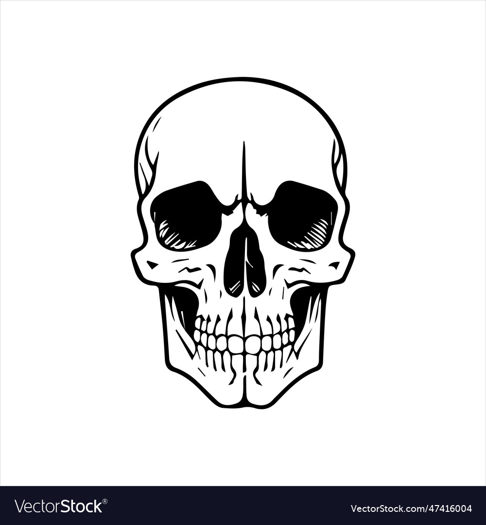 Human head skull Royalty Free Vector Image - VectorStock