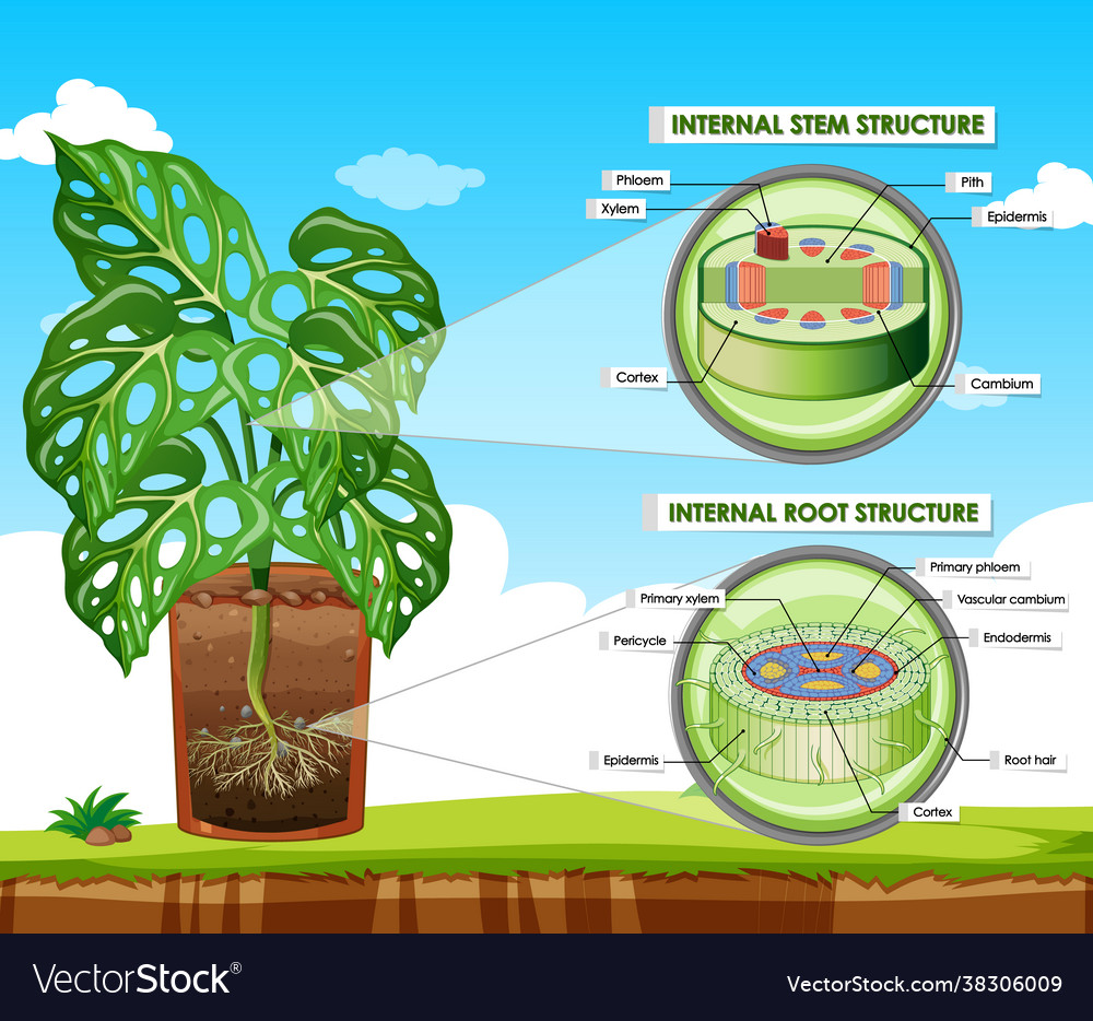 Diagram showing stem and root structure Vector Image Diagram showing stem and root structure