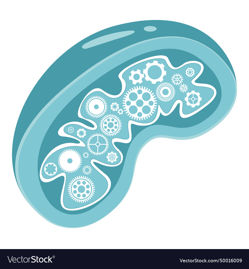 Mitochondria powerhouse of the cell Royalty Free Vector