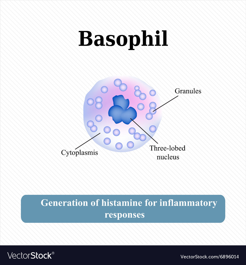 Structure Of A Basophil Download Scientific Diagram