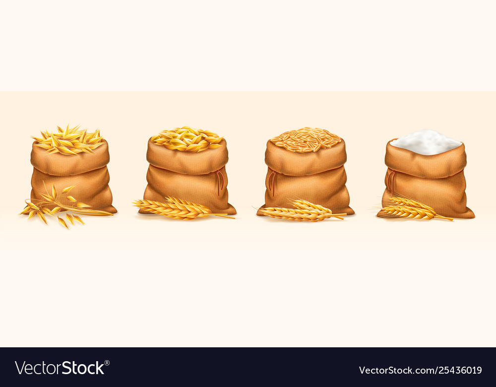 Bags with wheat and rye barley oat flour vector image Bags with wheat and rye barley oat flour