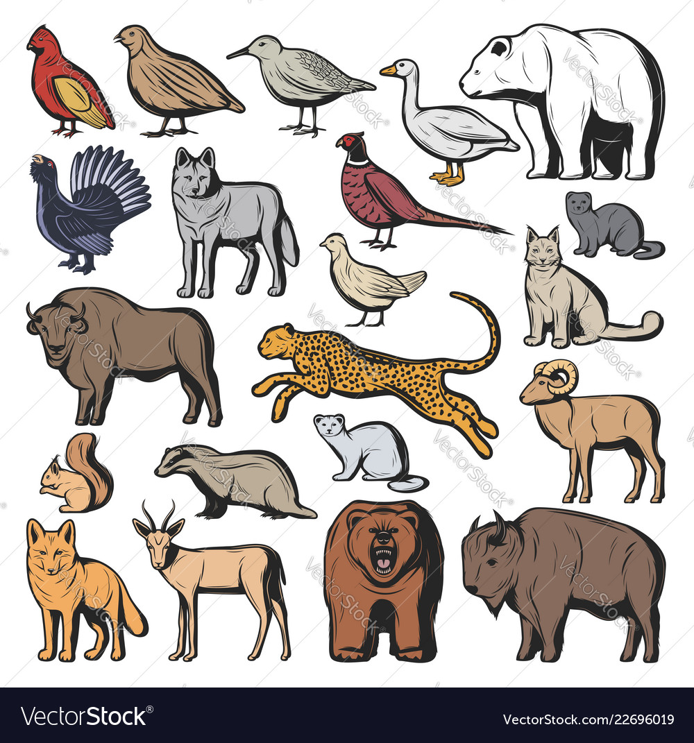 Forest and safari animals hunting sport Royalty Free Vector Forest and safari animals hunting sport Royalty Free Vector