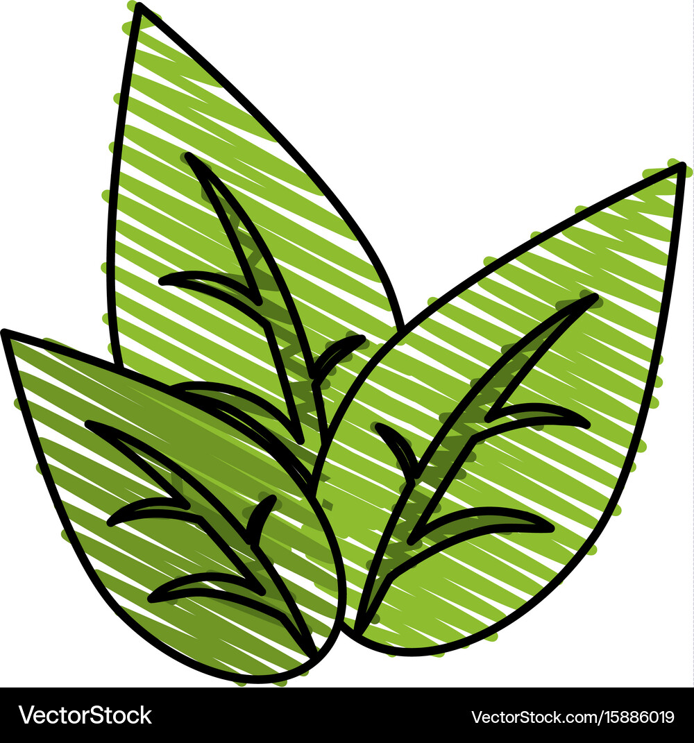 Leaves Royalty Free Vector Image - VectorStock