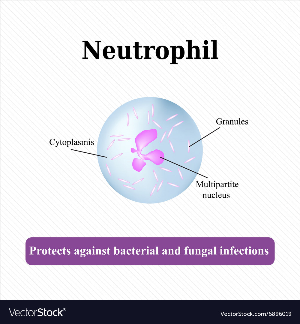 Diagram Of Neutrophil