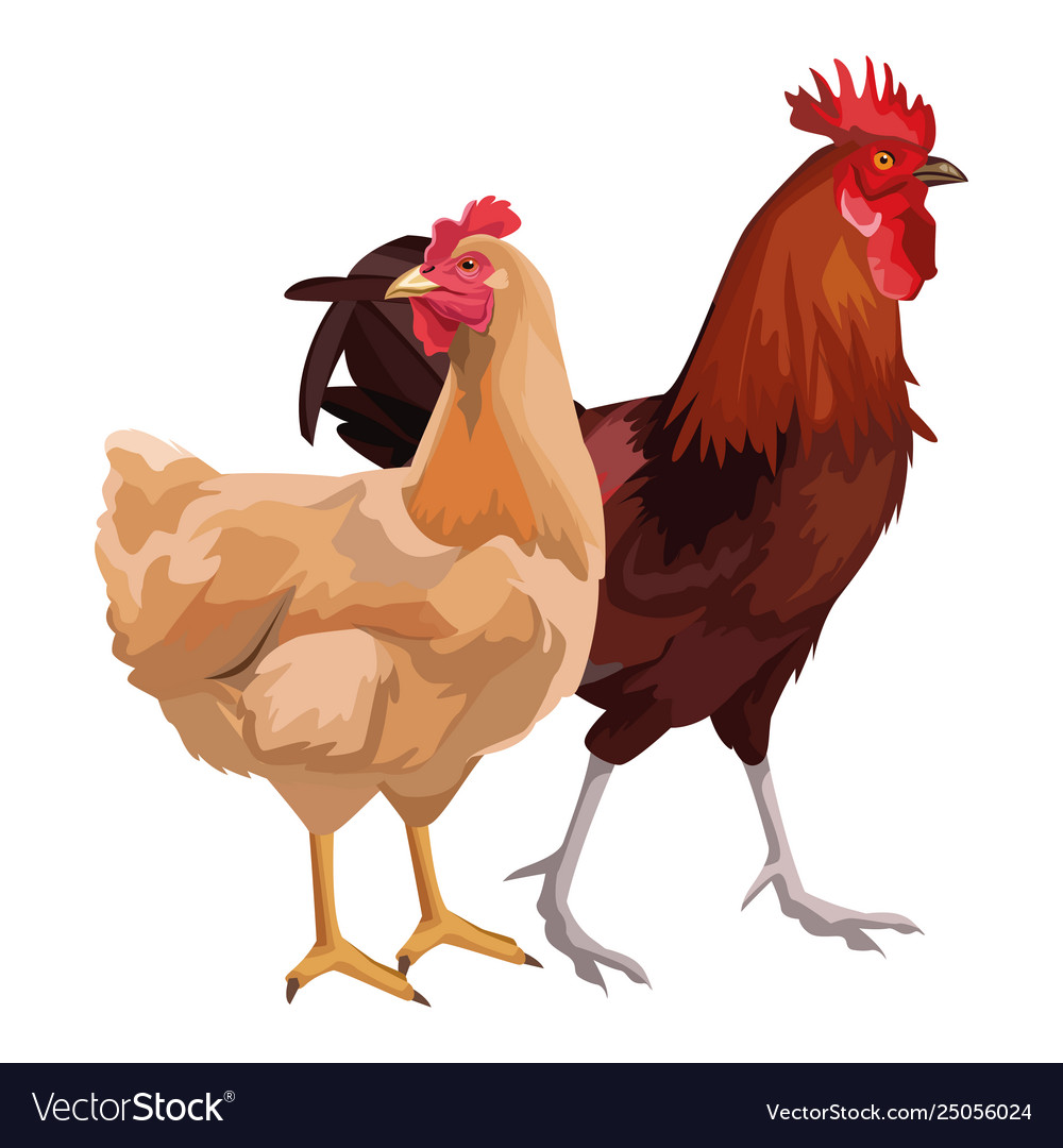 Henne und Rooster Cartoon