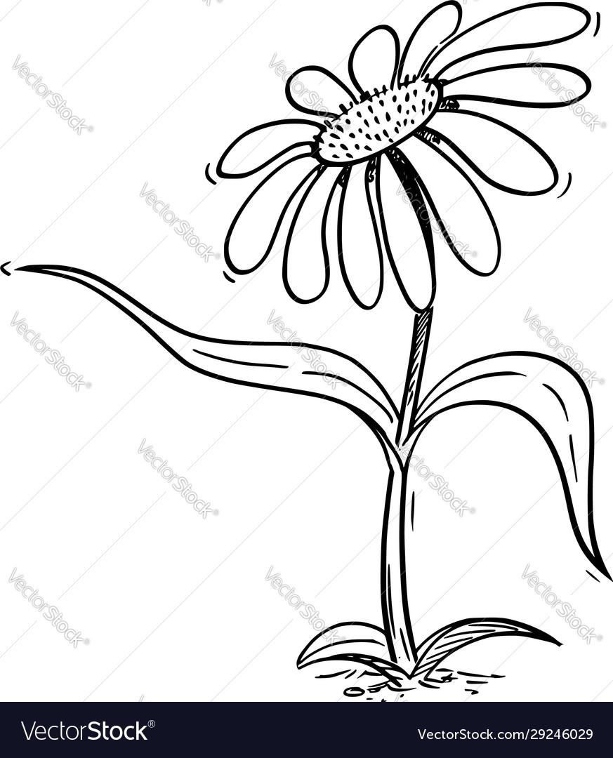 Flowering Daisy Plant Cartoon Character Pointing Vector Image