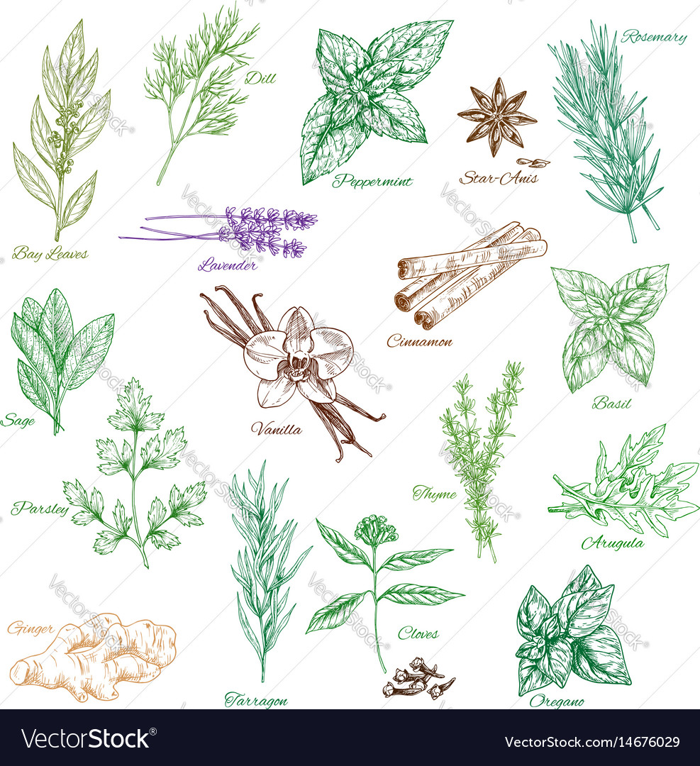 Icons spice seasonings or herb flavorings Vector Image