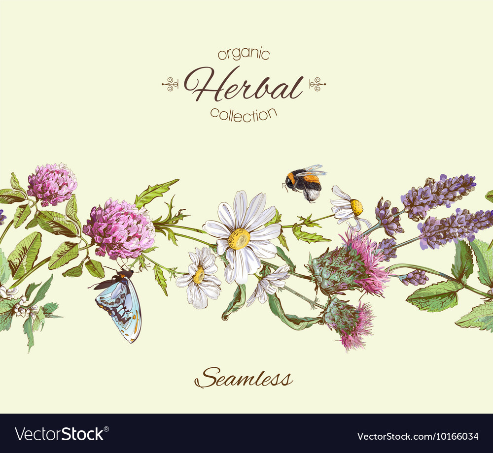 Herbal seamless border Royalty Free Vector Image