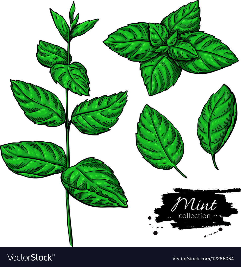 Mint Leaf Plant Icon, Simple Style Stock Vector - Illustration of