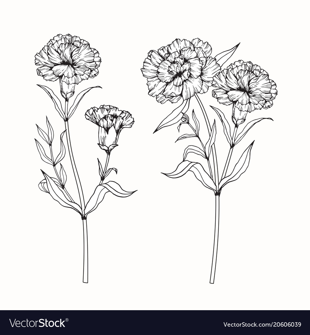 Premium Vector  Carnation flower and leaf hand drawn botanical  illustration with line art on white backgrounds