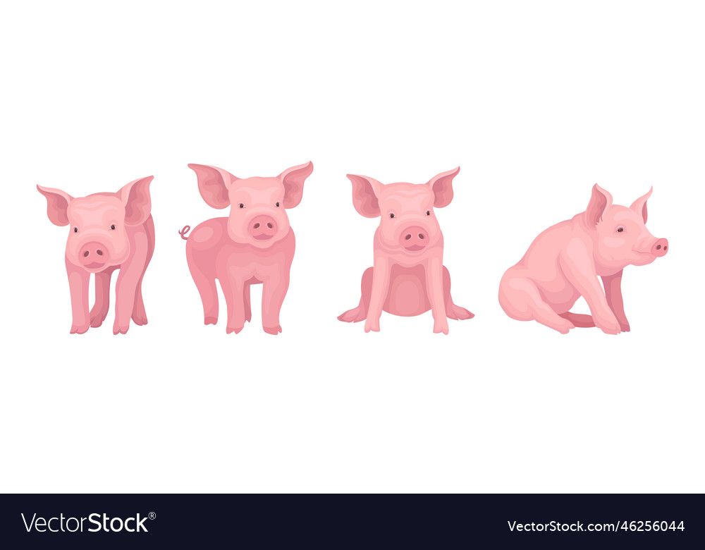 Funny pink pig with snout in different pose Vector Image